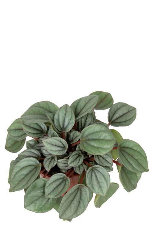 Peperomia milano pflanzen