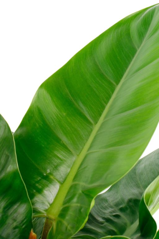 Philodendron  blatt gross