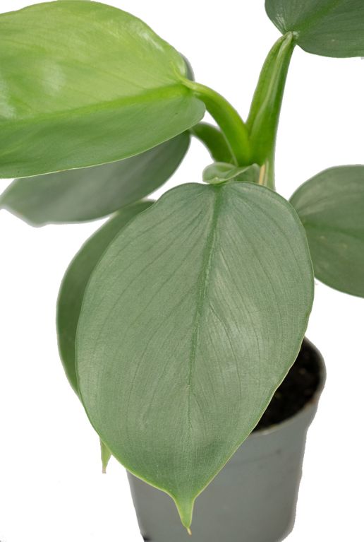 Philodendron silver dust blatt