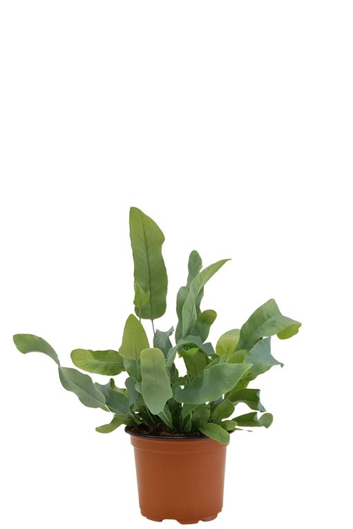 Phlebodium blue star fern