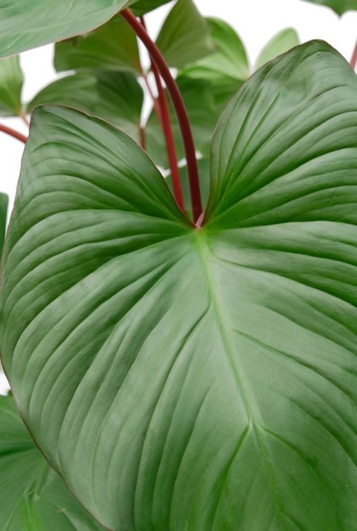 Alocasia Branchifolia Pink Passion blad