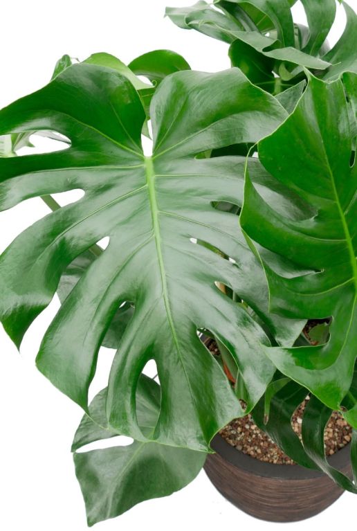 Hoya Krohniana Silver blad