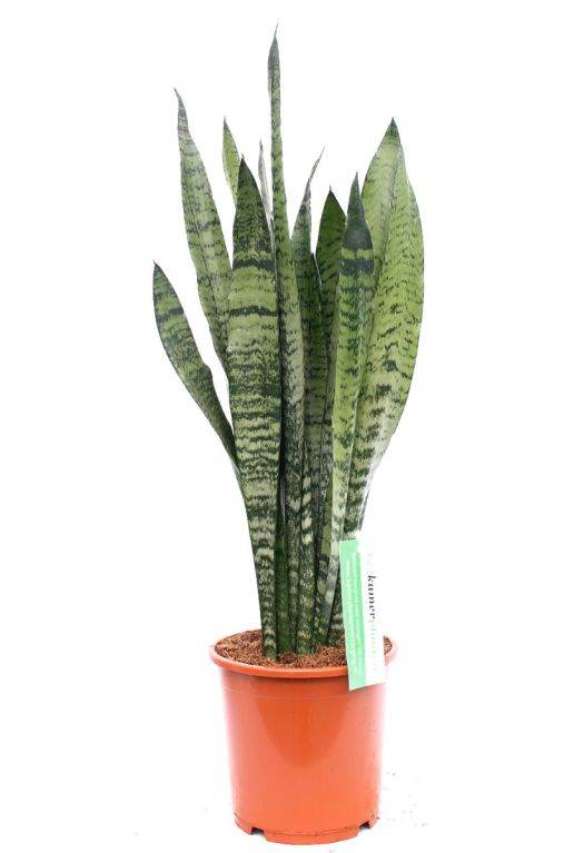 Sansevieria Zeylanica - Bogenhanf