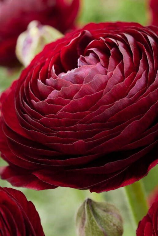 Alocasia Branchifolia Pink Passion blad