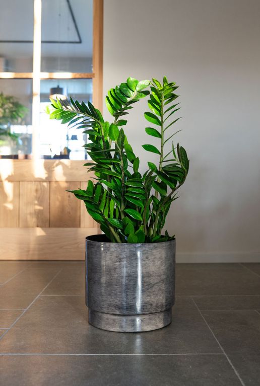 Alocasia Branchifolia Pink Passion blad