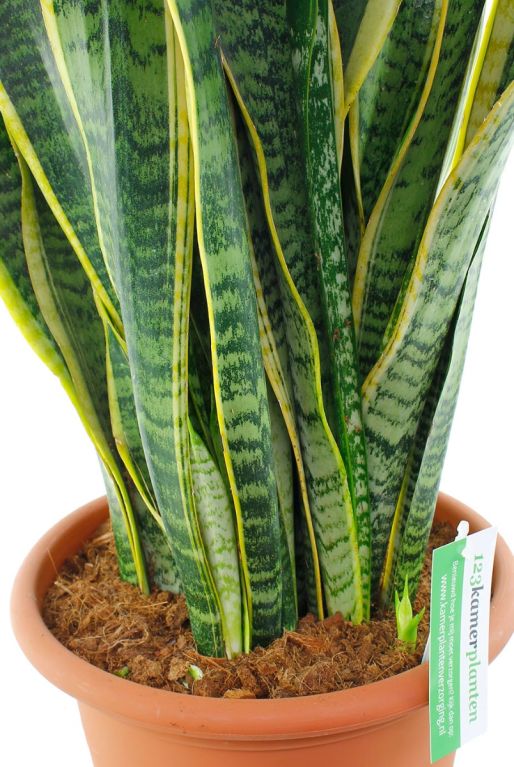 Sansevieria Laurentii