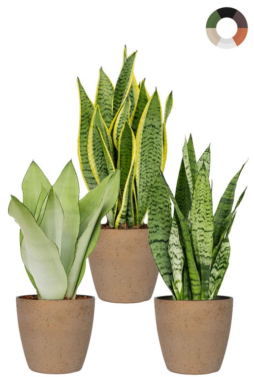 Sansevieria bogenhanf pflanze