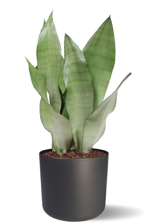 Sansevieria in zwarte b for soft