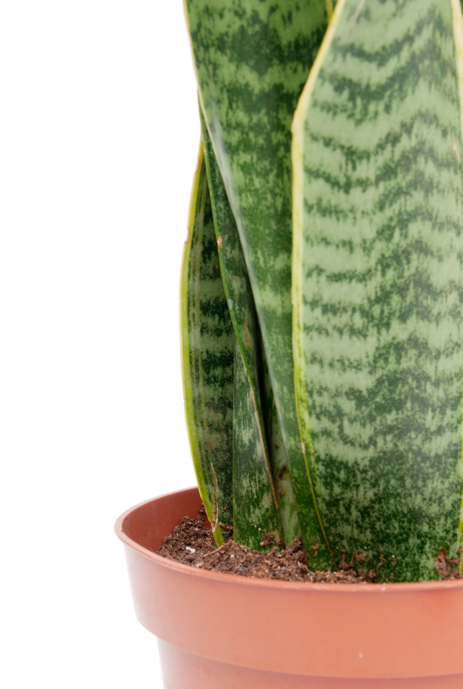 Sansevieria Laurentii Zimmerpflanze mit grün-gelben Blättern