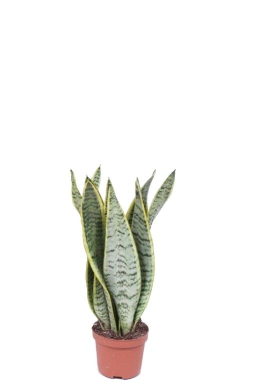 Sansevieria laurentii