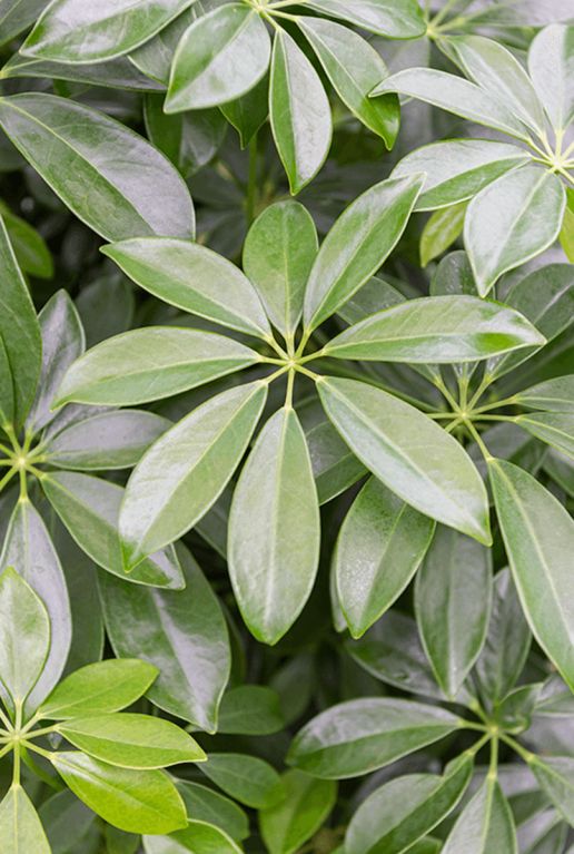 Epipremnum Pinnatum Global Green blad
