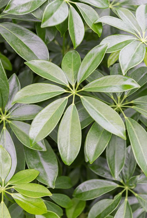 Scindapsus Treubii Dark plant