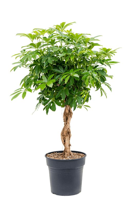 Schefflera Baum Zimmerpflanze