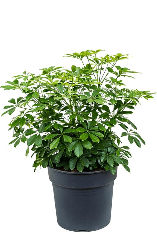 Schefflera vingersboom plant