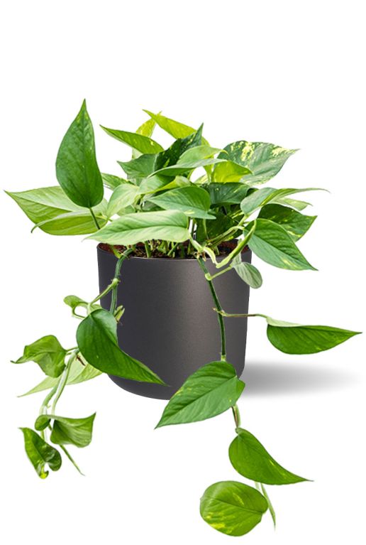 Scindapsus in antraciet b for soft