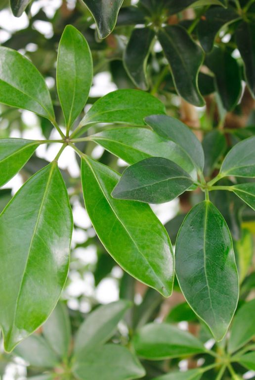 Groene bladeren van een vingersboom