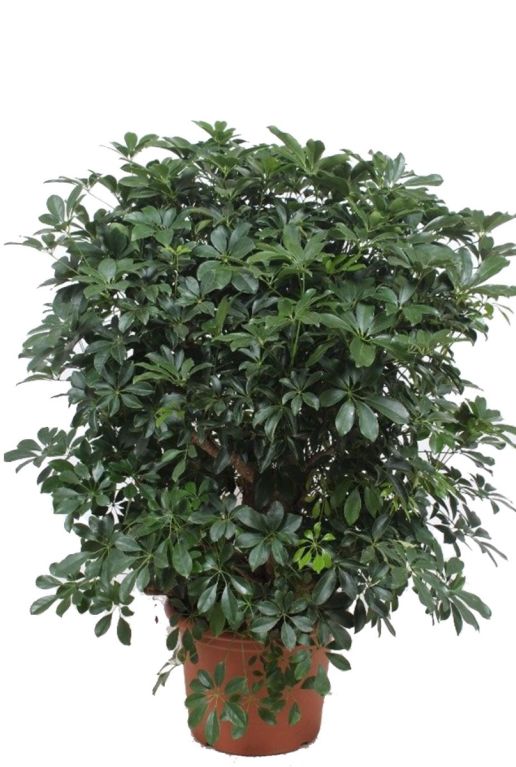 Schefflera Compacta vingersboom kamerplanten
