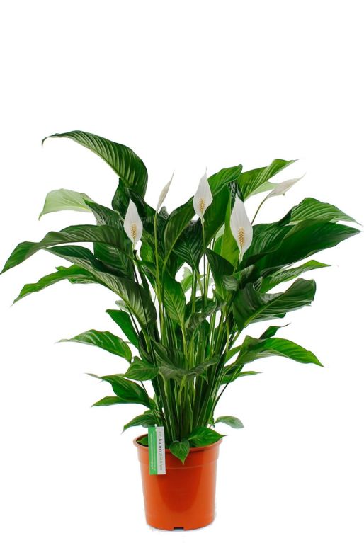 Spathiphyllum Sweet Lauretta