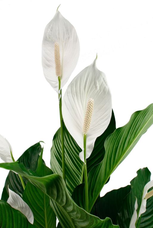 Spathiphyllum Sweet Sebastiano