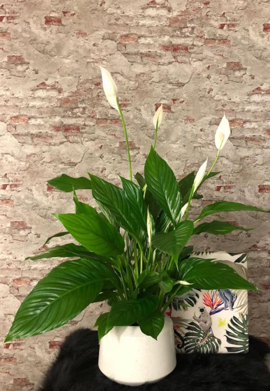 Spathiphyllum einblatt zimmerpflanze