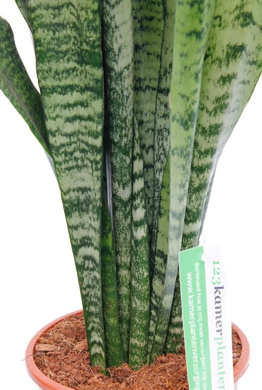 Sansevieria  zimmerpflanze