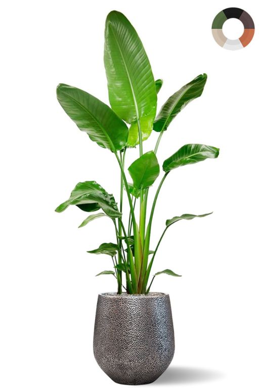 Alocasia Branchifolia Pink Passion blad