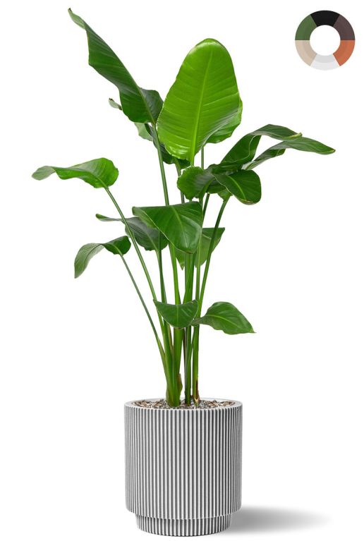 Alocasia Branchifolia Pink Passion blad