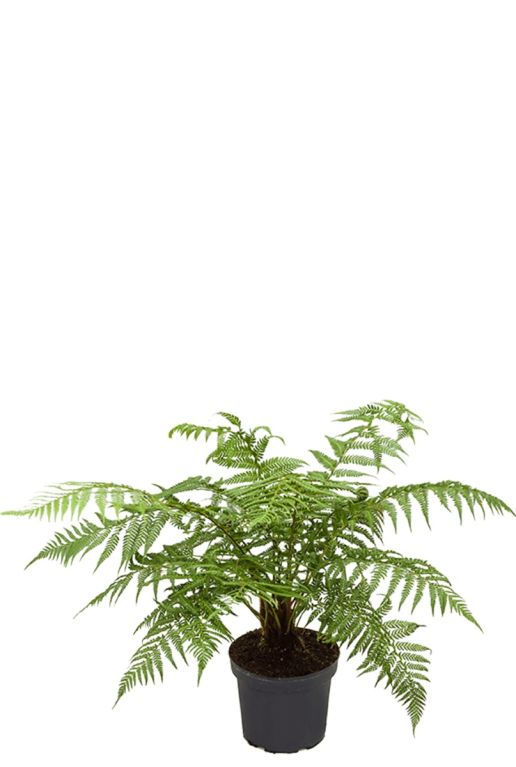 Dicksonia antartica Tasmanische Baumfarn