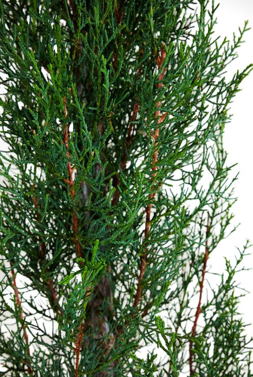 Tuinplanten cupressus sempervirens