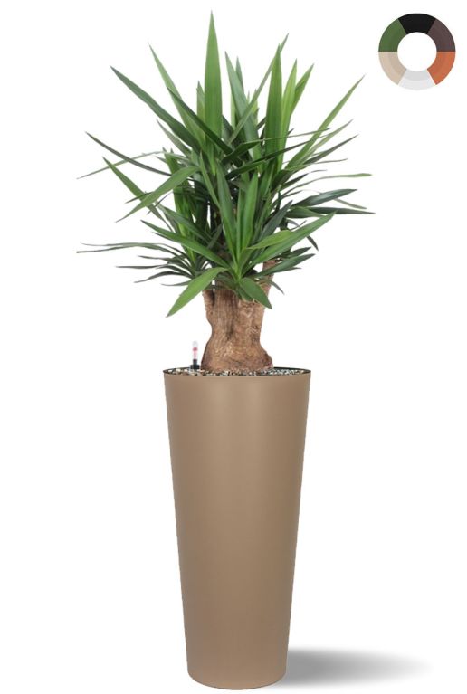 Yucca in hohem topf