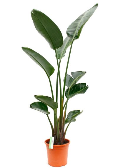 Strelitzia nicolai
