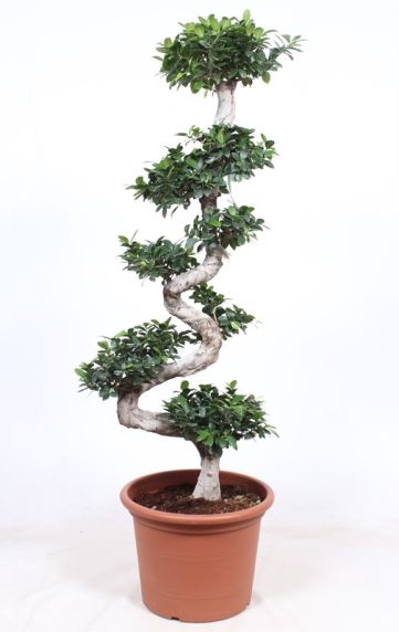 Ficus