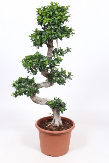 Ficus microcarpa plant