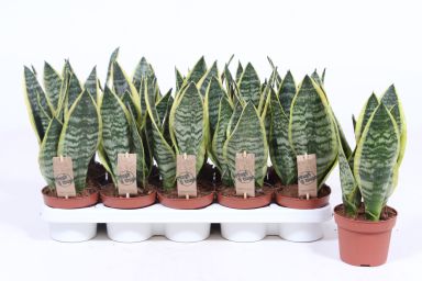 Sansevieria Futura Superba