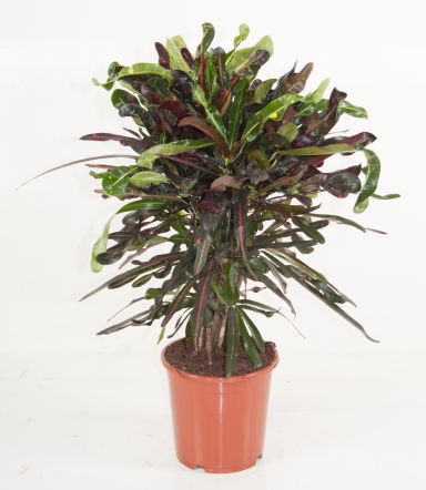 variegatum Mammi