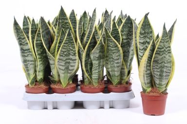 Sansevieria Futura Superba