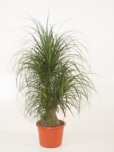 Beaucarnea Recurvata