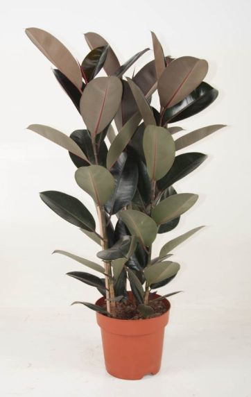 Ficus elastica Abidjan