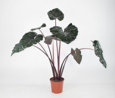 Alocasia princes