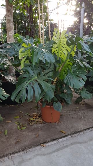 deliciosa