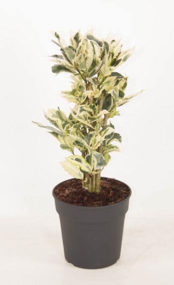 variegatum Tamara