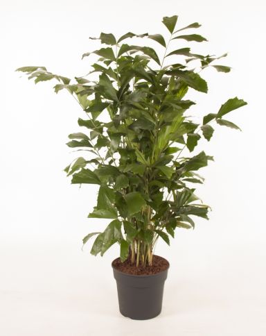 Caryota mitis vissenstaartpalm 3