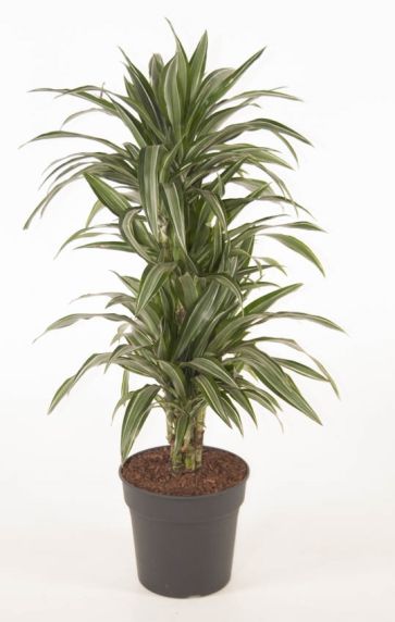 Dracaena Ulises