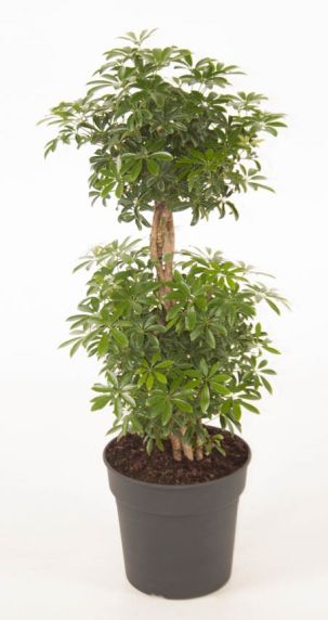 Schefflera arboricola luseana kamerplant
