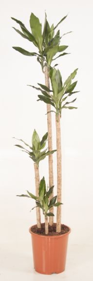 Dracaena drakenbloedboom