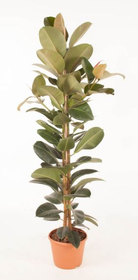 Ficus elastica kamerplant