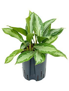 Aglaonema silver bay