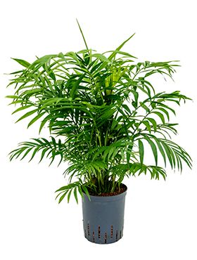 Chamaedorea elegans hydrocultuur 1
