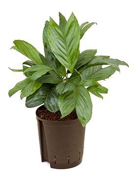 Chamaedorea metalica