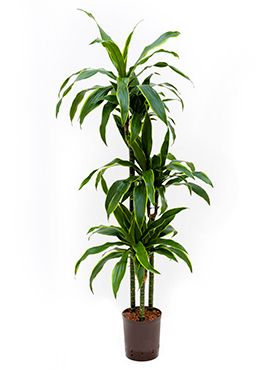 Dracaena arturo hydrokulturpflanze